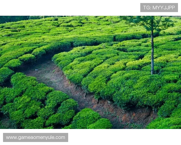 大阳城官网下载安装教程，为玩家提供全面的绿色安全下载服务